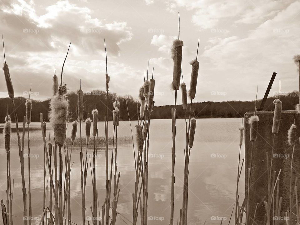 Cattails by Lake