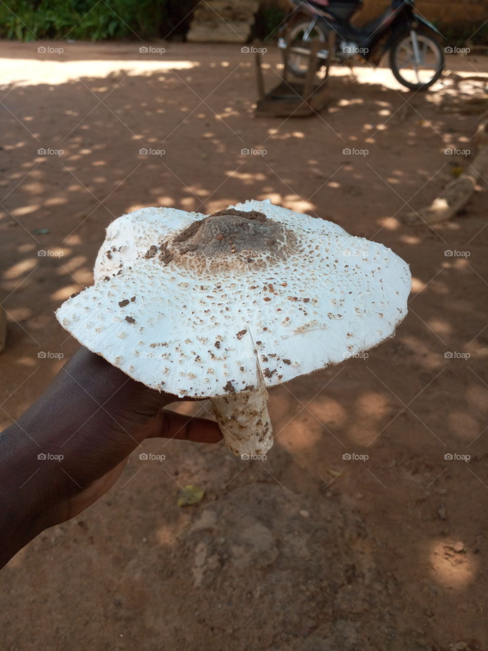 termitomyces schimperie is used in our community as a sauce to accompany our traditional menus.