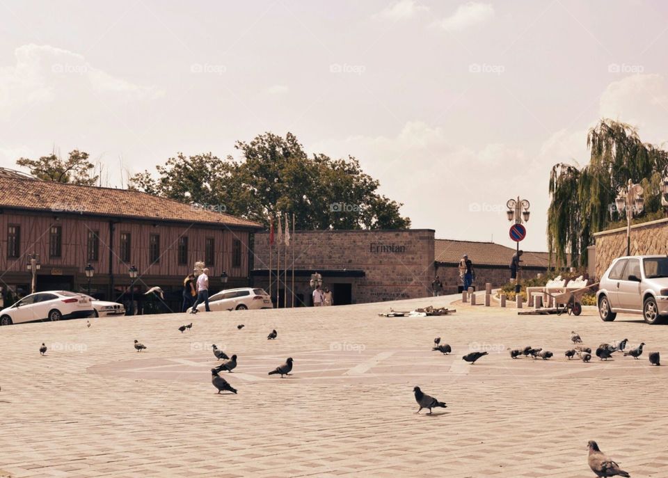 birds outside of Ankara castle in Turkey