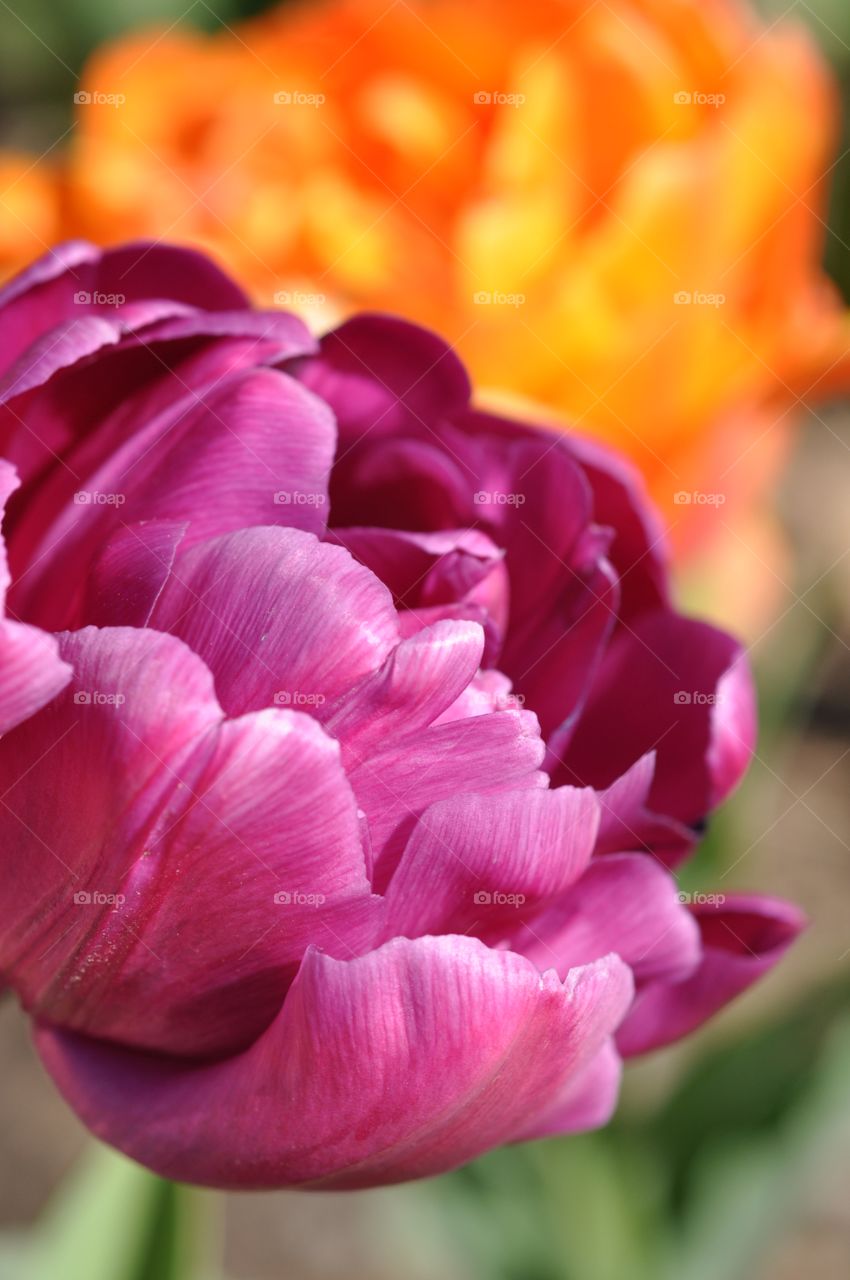 Pink Flower, Orange Flower