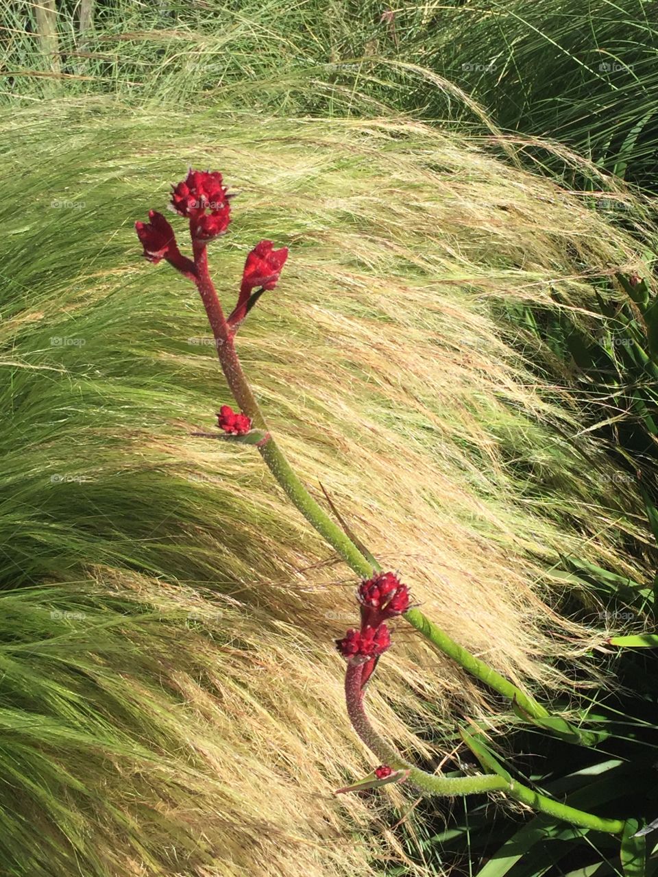 Hermosa Beach Grass 2