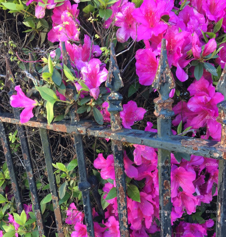 Pink flowers peeking through an old iron fence.