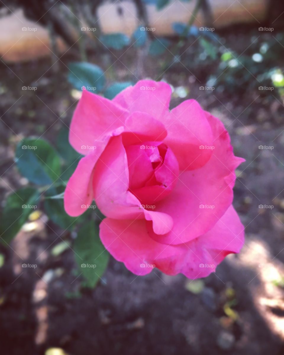 Porque #FotografiaÉnossoHobby!
🌼#Flores do nosso #jardim, para alegrar e embelezar nosso dia!
🌹
#flor #flowers #flower #pétalas #garden #natureza #nature #flora #photography #fotografia #jardinagem