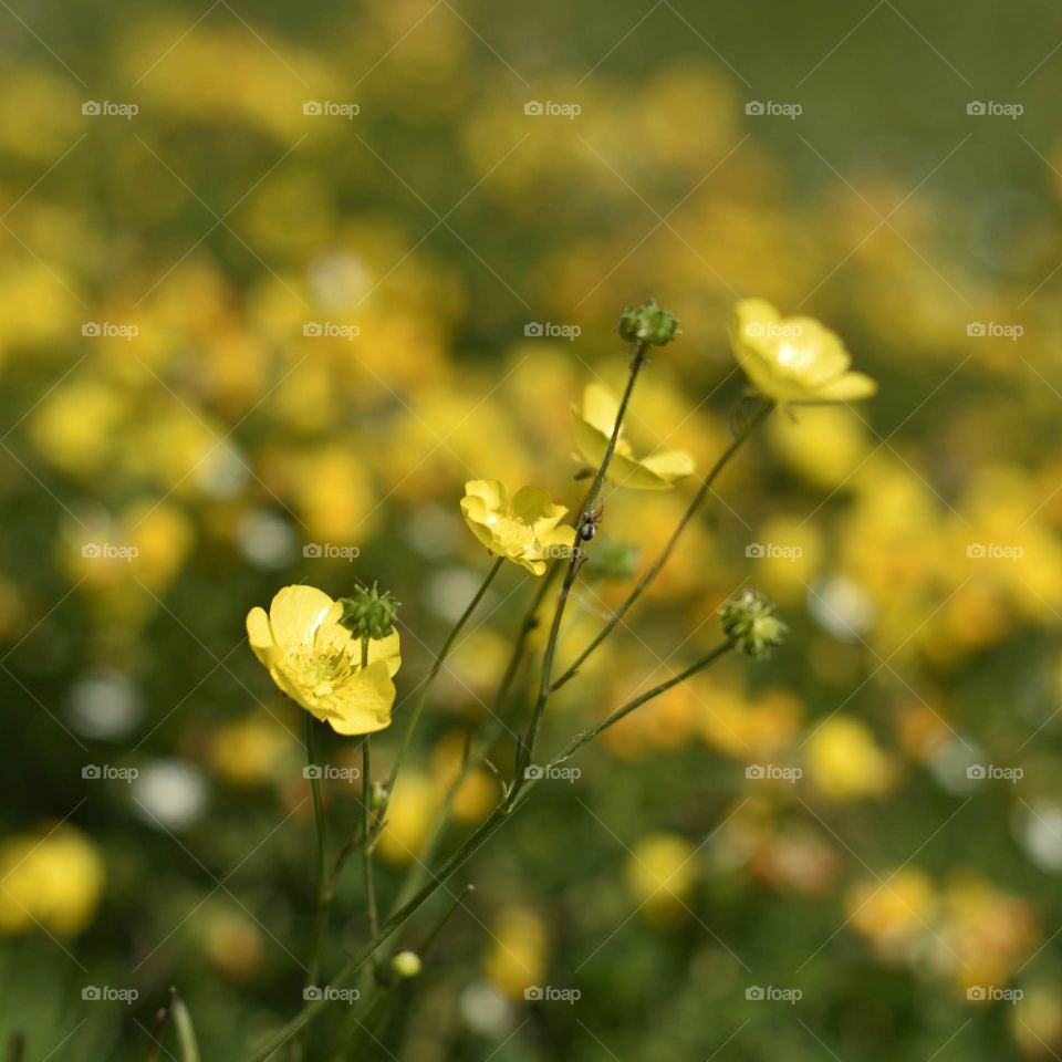 Buttercups in a meadow