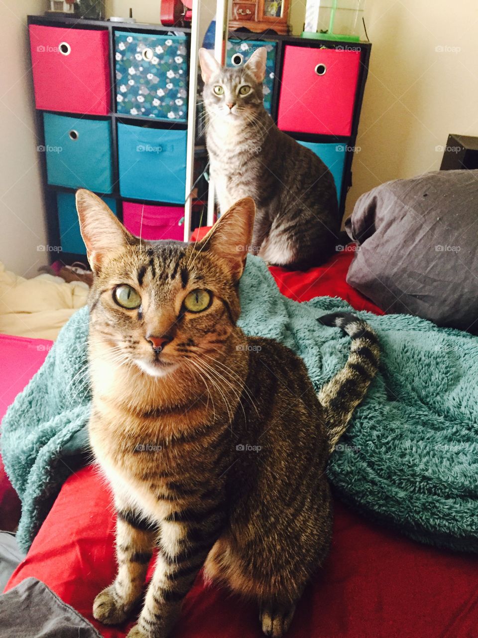 Two cat sitting on bed