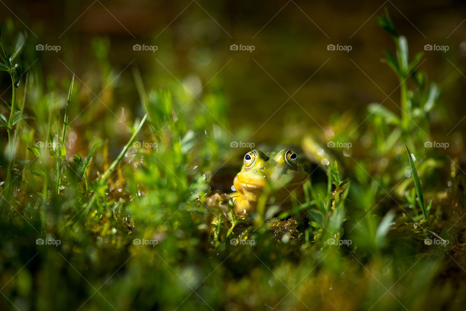 Green frog looking to camera