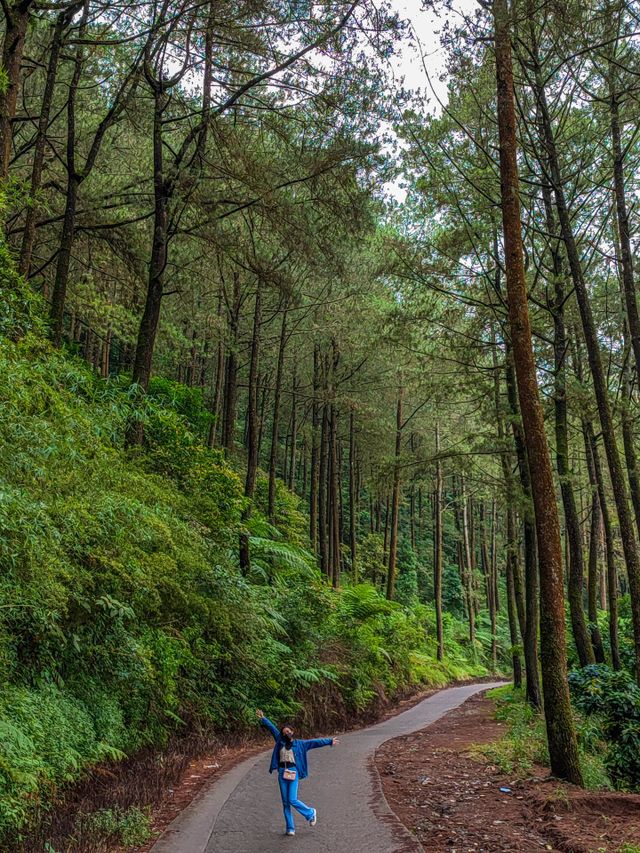 Pine Forest.