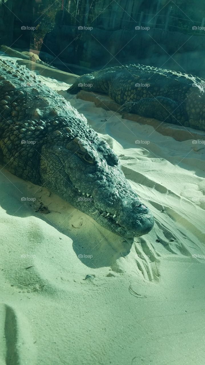 a Nile crocodile sunning on a sandy beach