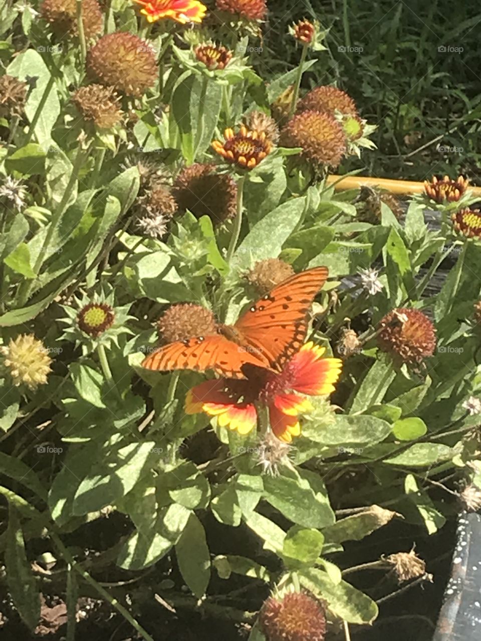 Fall butterflies