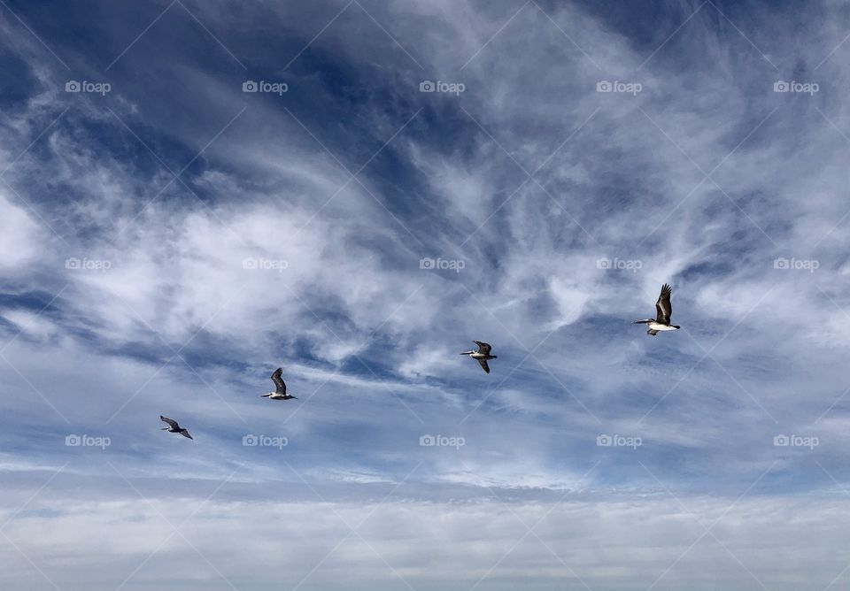 Four pelicans flying overhead in bright sunlight 