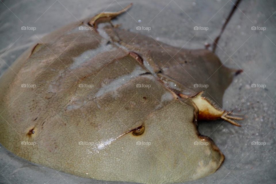 Horseshoe crab with a crabby attitude stares at you in defiance 