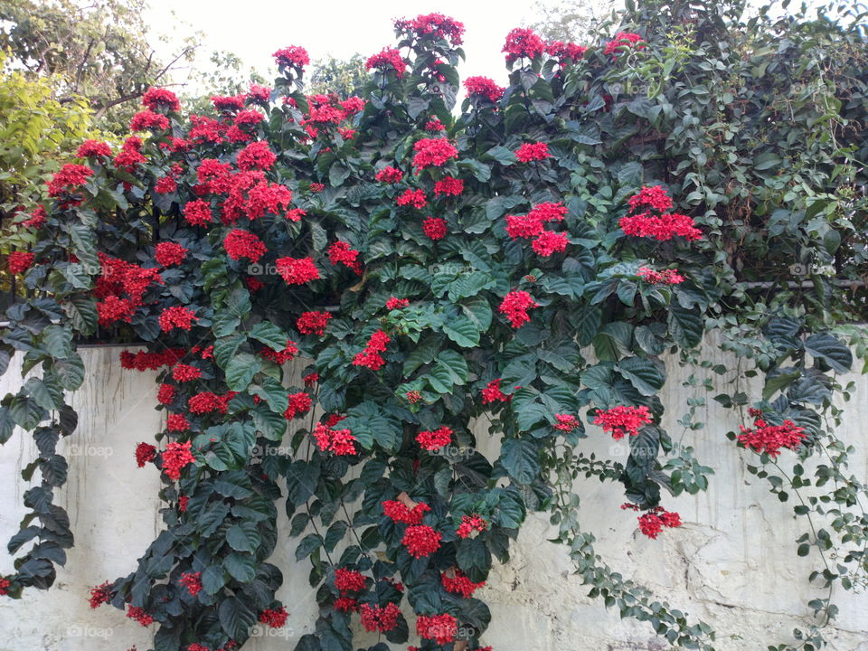 flowering on wall