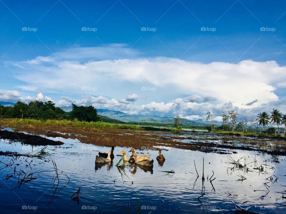 Ducks looking for their food 