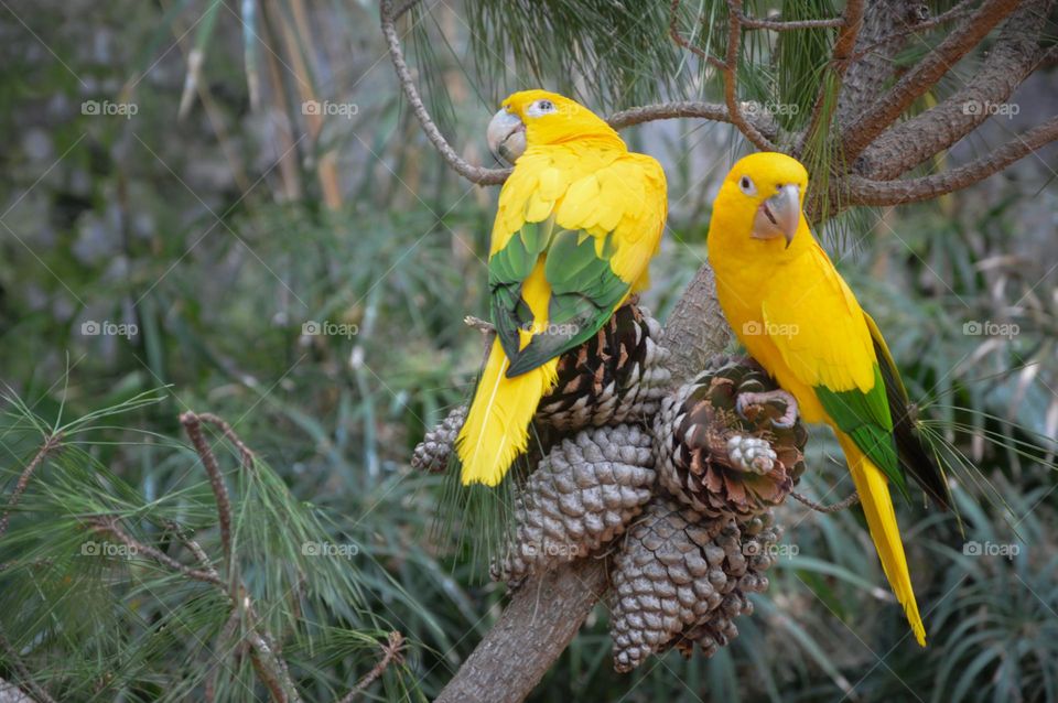 Yellow birds