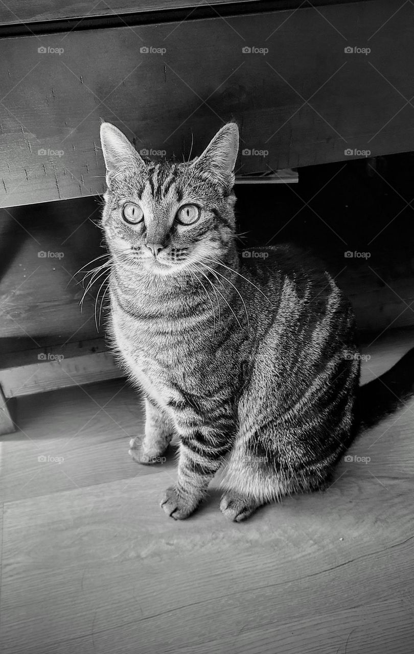 Grey tabby full of curiosity of stranger.