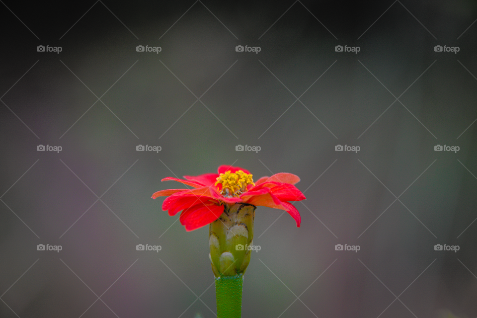 Little red flower