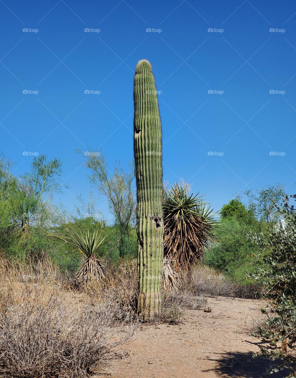 Lone Cactus in Desert