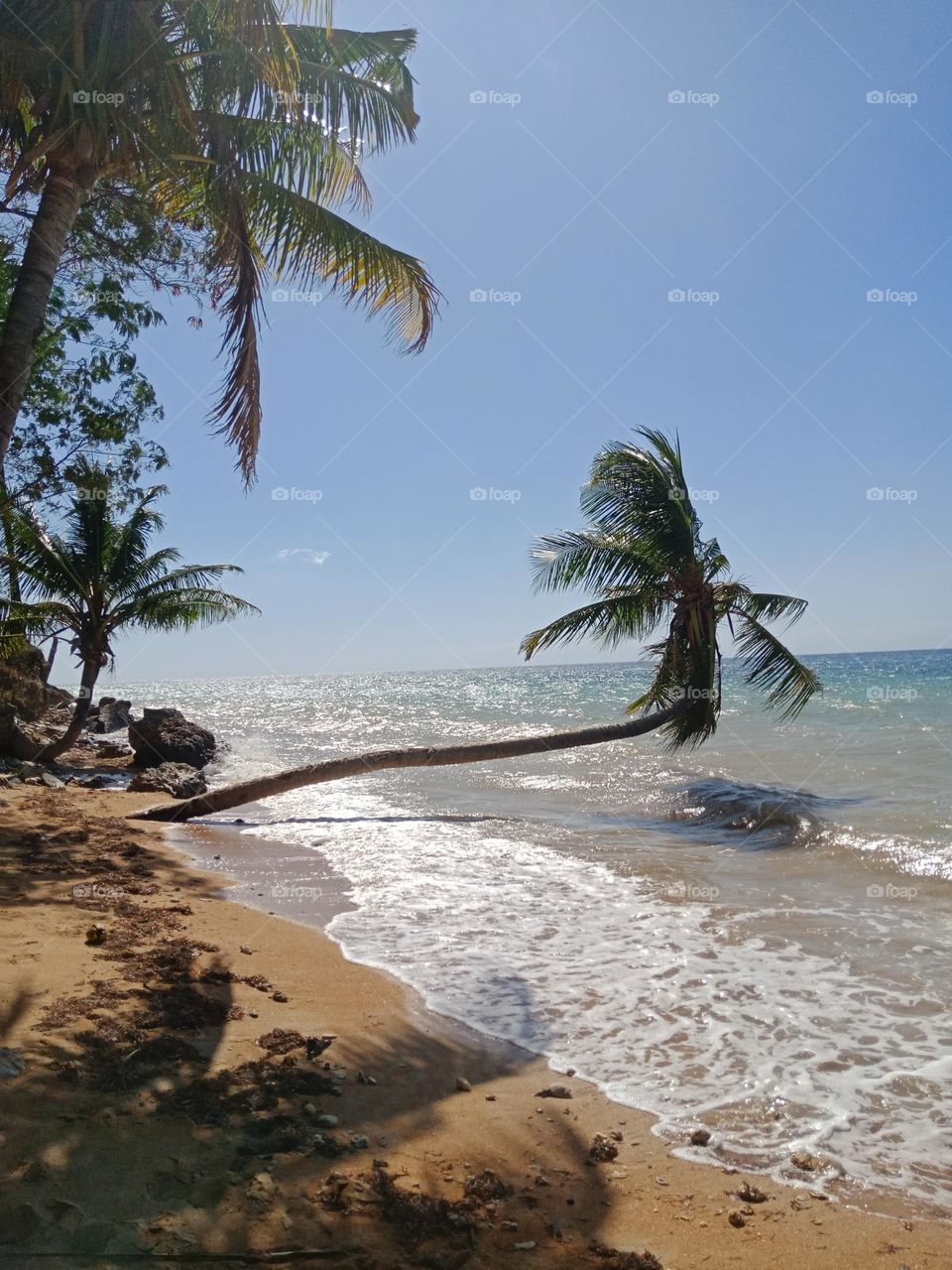 Bended coconut tree at Wataboo beach in Baucau