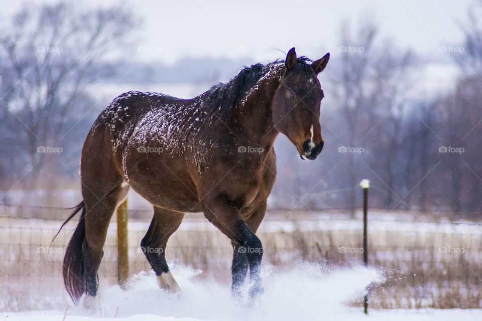 Horse running through winter snow 