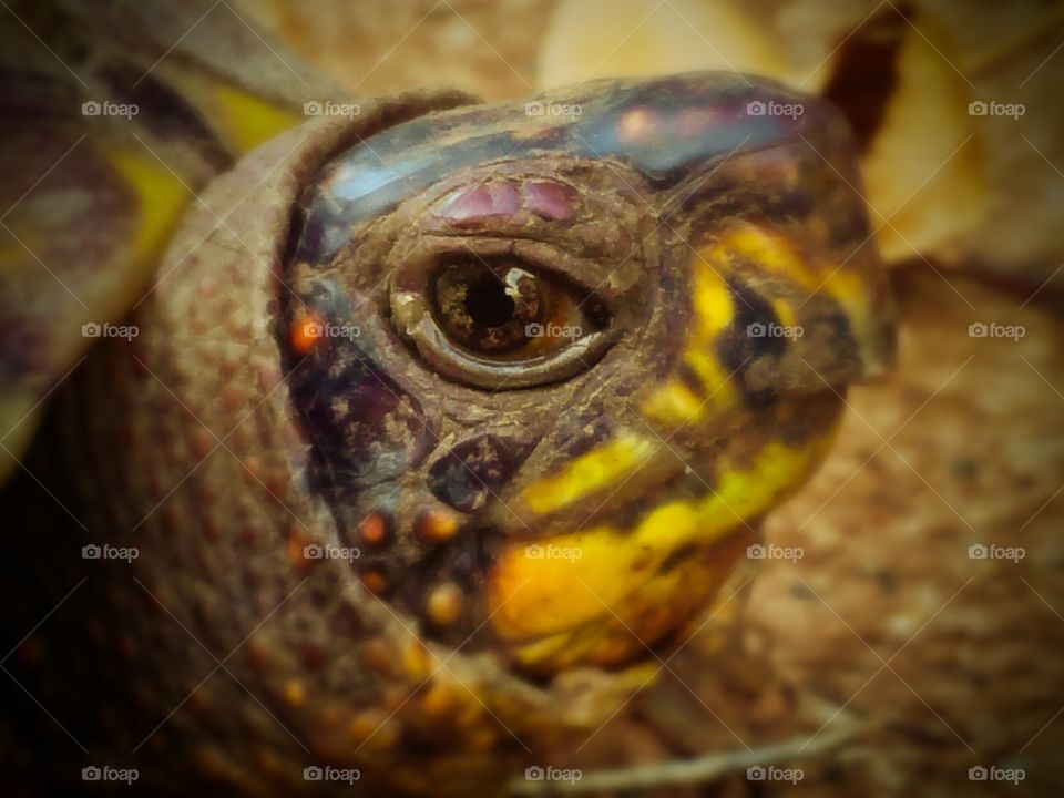 Wise 'ol Box Turtle with the Golden Eyes