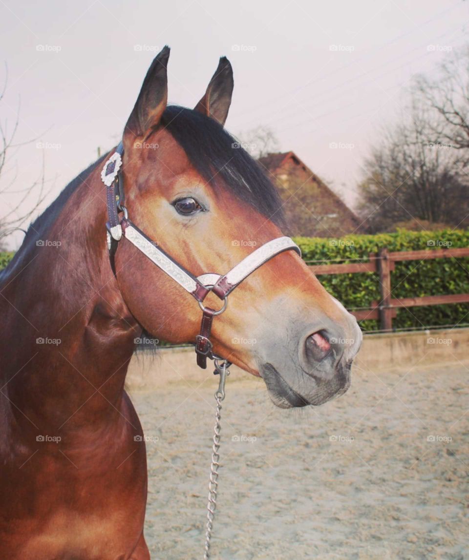 Beautiful Walter with Silver Headstall 