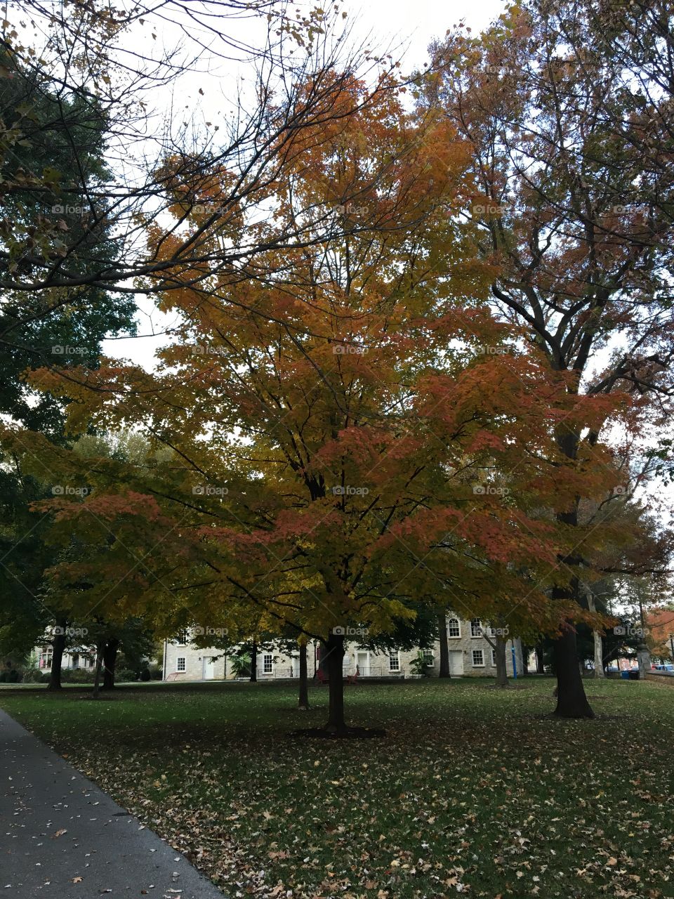The beautiful academic quad at Dickinson College in the autumn