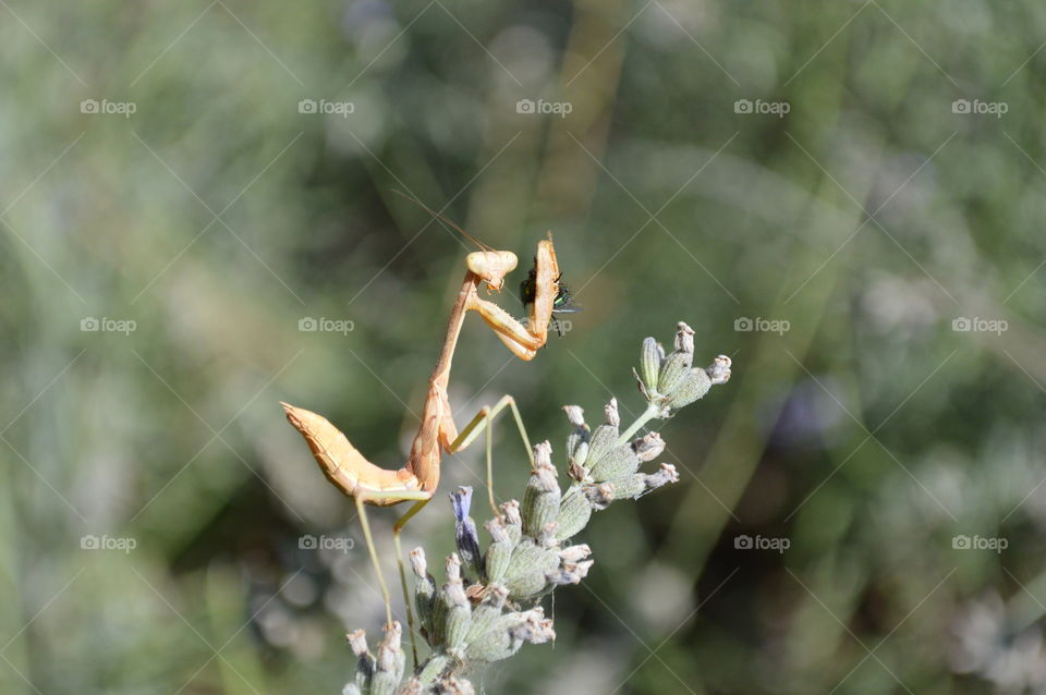 micro photography, insect, praying mantis eating a fly.