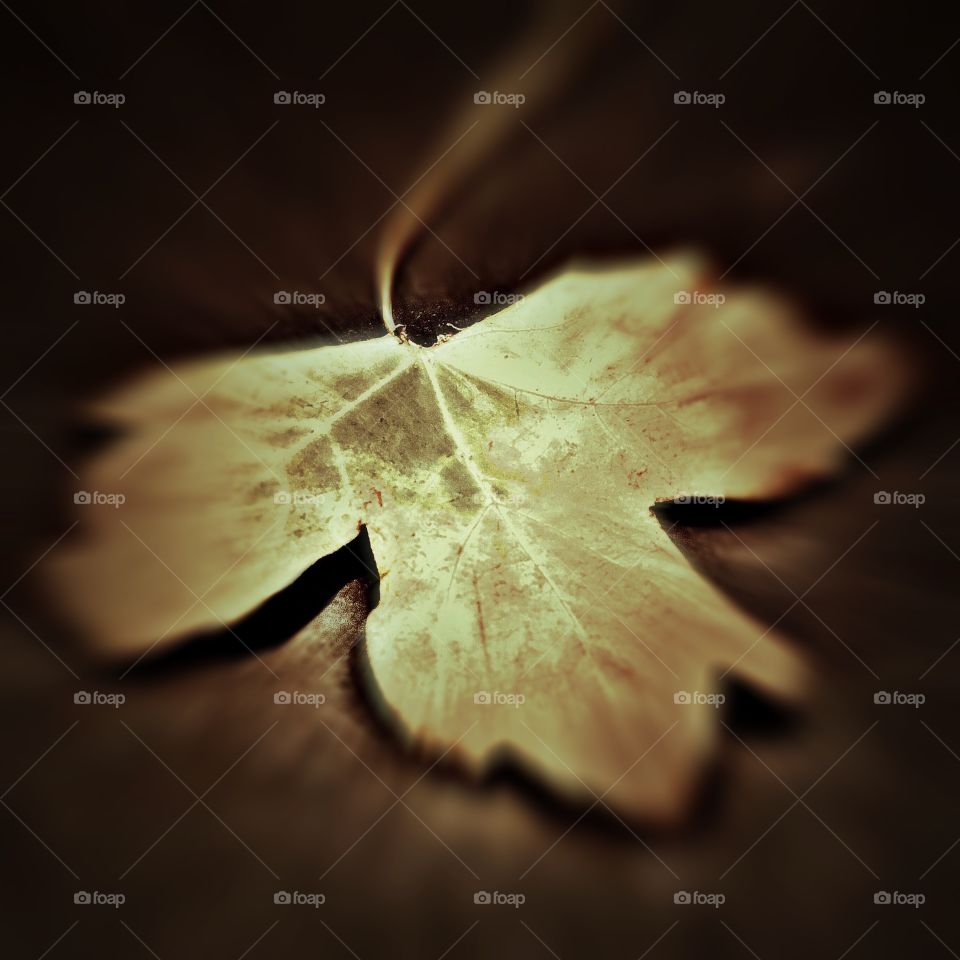 Abstract autumnal maple leaf 