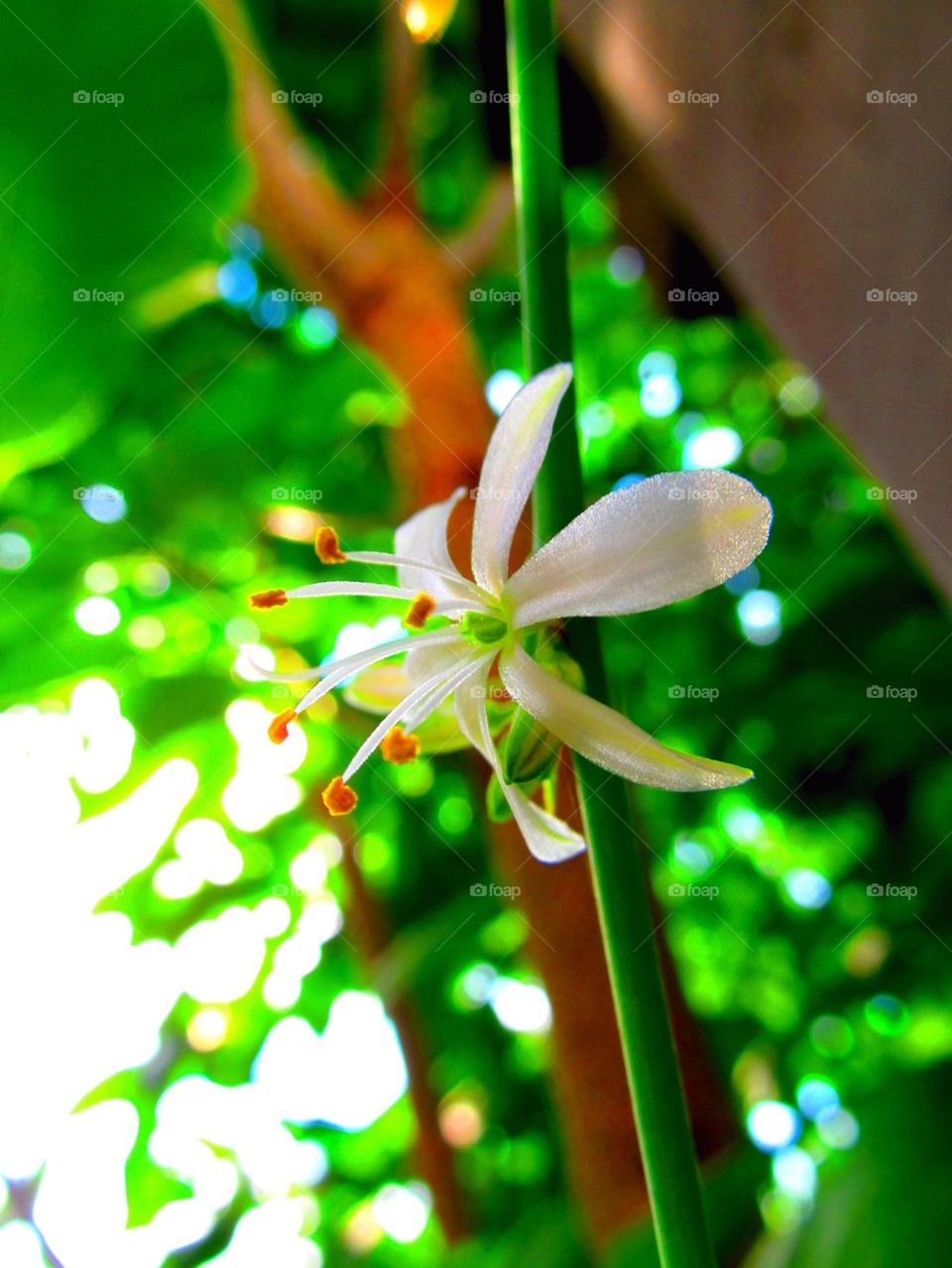 Spider plant fall bloom