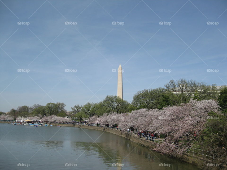 The cherry blossoms in Washington DC with the Washington Monument