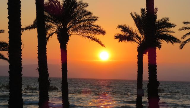 Silhouette of palm trees at beach during sunset