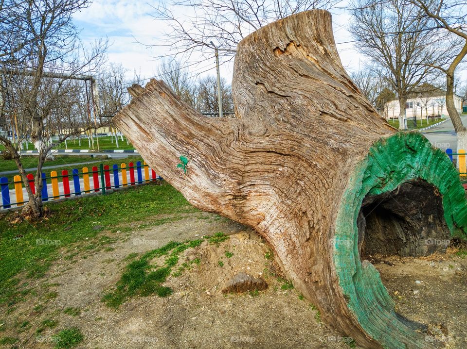 The stump of an old tree in the park.