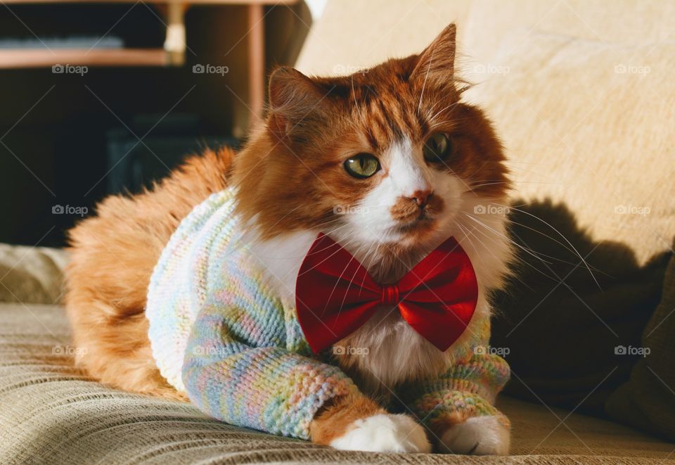 ginger cat funny portrait in bow tie holiday