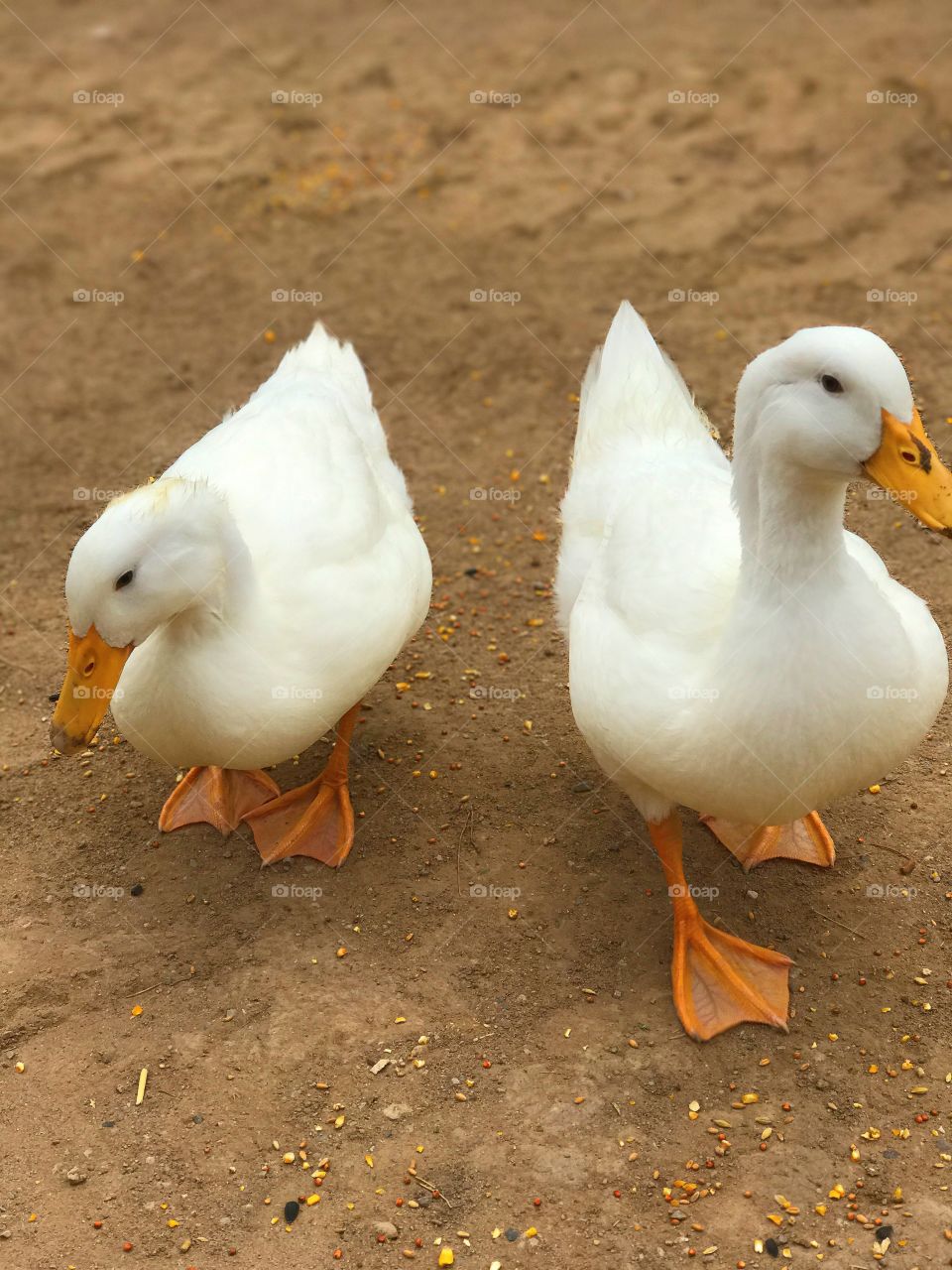 White Ducks