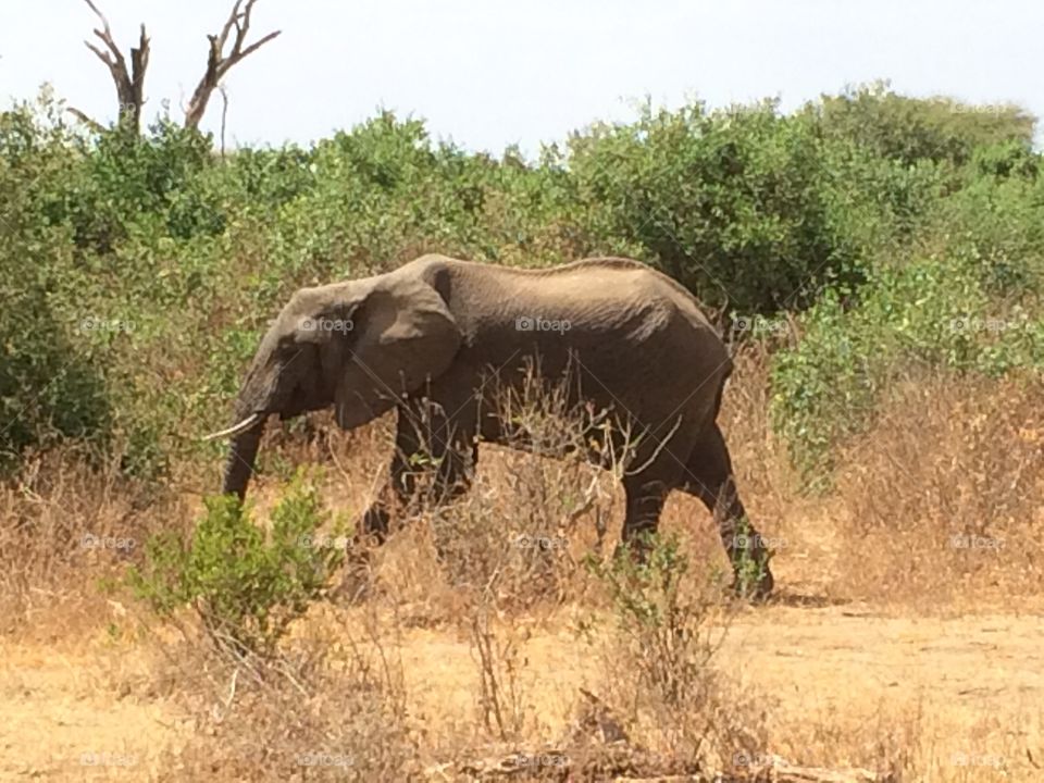 Elephant. Tanzania 