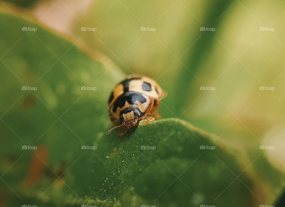 A yellow ladybug sits on a green leaf