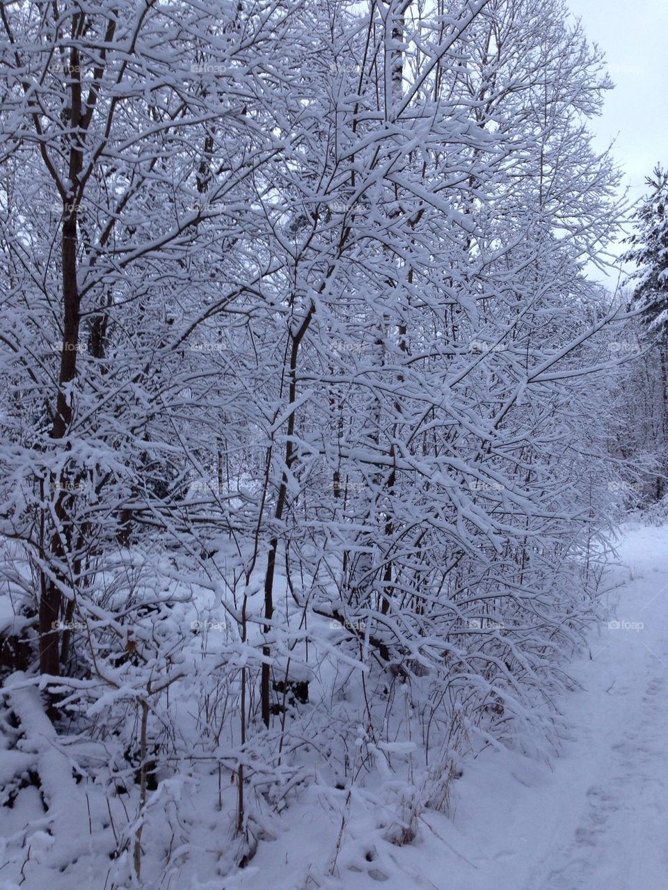 Snowy trees
