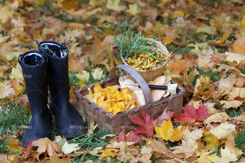 chantarelles, autumn