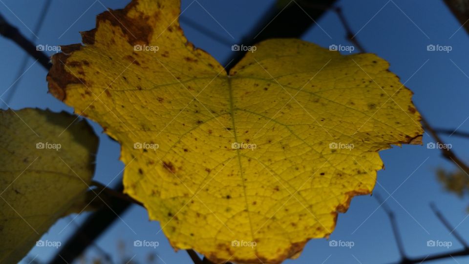 Fall, Leaf, Maple, Tree, No Person
