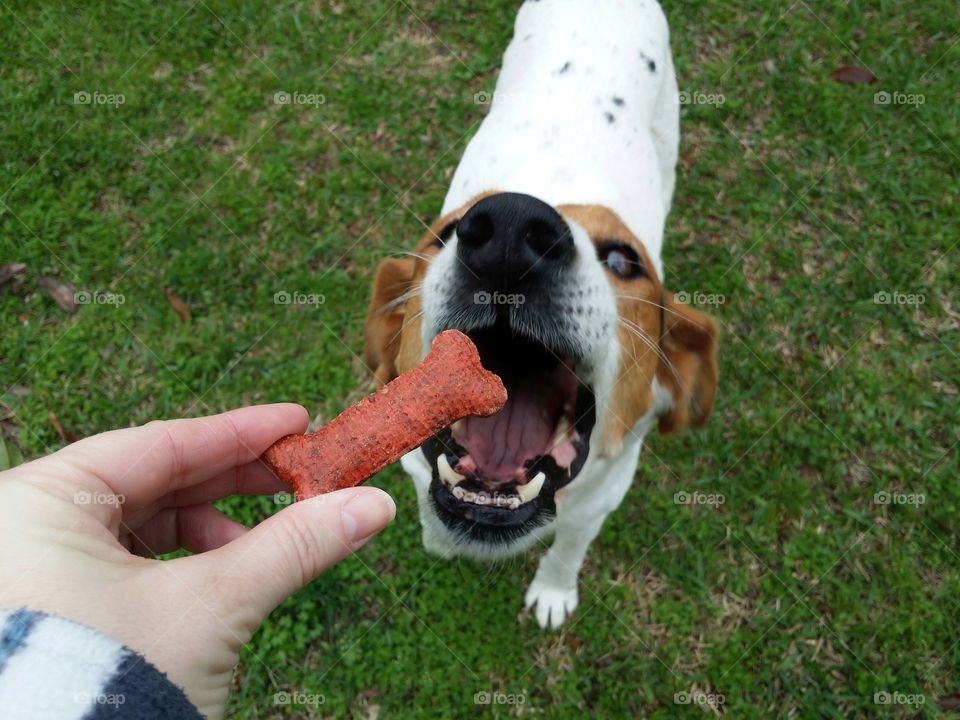 Open wide a woman's hand giving a dog a bone in the green grass