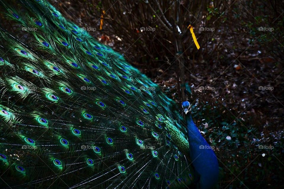 Peacock