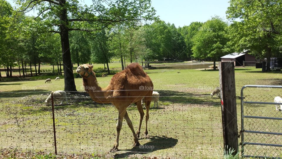Camel in Arkansas