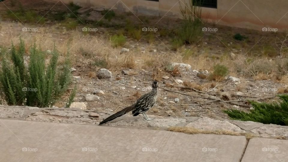 roadrunner bird