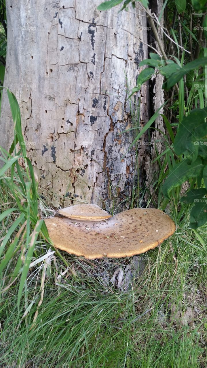 Tree Fungus