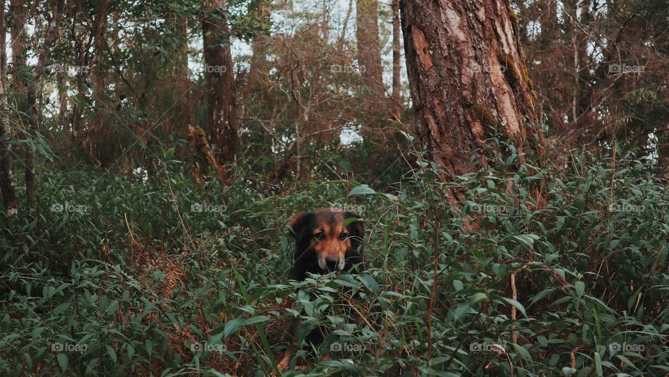 Dog behind wild bush