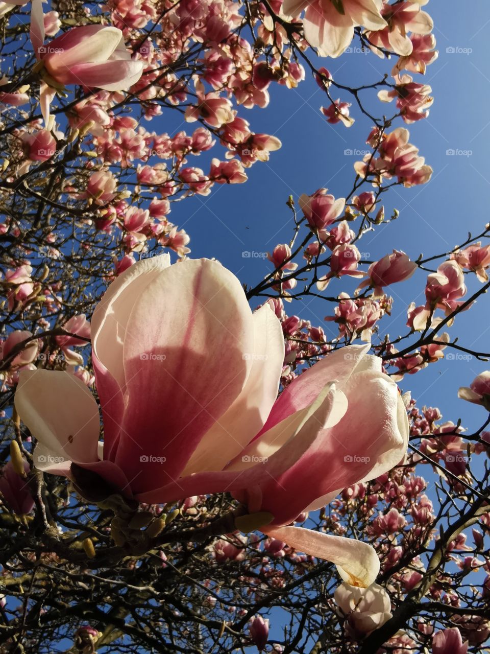 Magnolia blossom