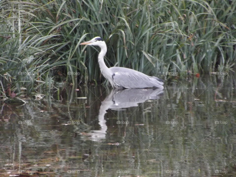 Grey Heron Amongst  Reeds