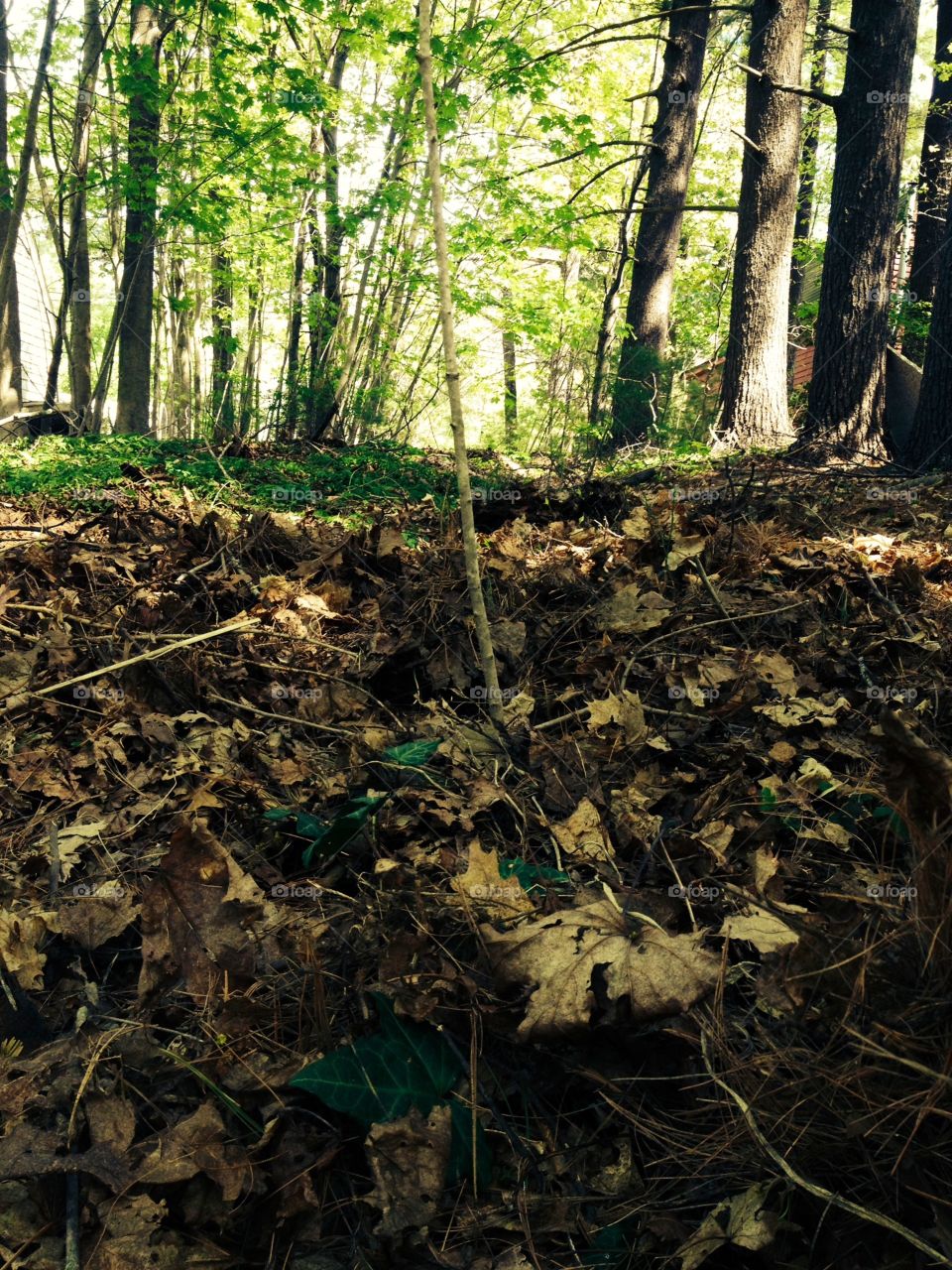 Path found in middle of woods.