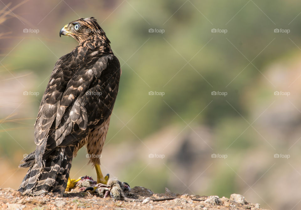 An eagle catches its prey