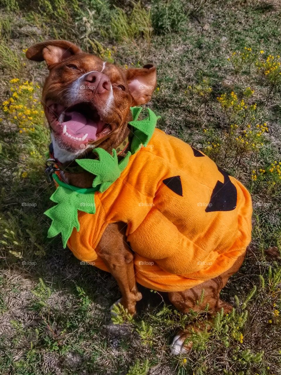 🐶Olive's🎃 Smile is Contagious...She Always Makes Me Smile❣